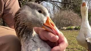 Introducing Phoebe and Joey. The Pilgrim Geese who are SUPER Friendly!