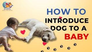 A Parent Handbook for Introducing Dogs to Babies Ani Training  Global Dog Training