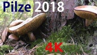 PILZE im Wald * mushrooms in the forest - Naturpark Schönbuch