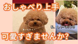 可愛すぎるトイプードルこんなにおしゃべりできる犬いる？