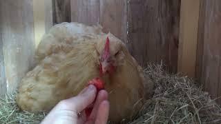 Can Chickens Eat Strawberries?