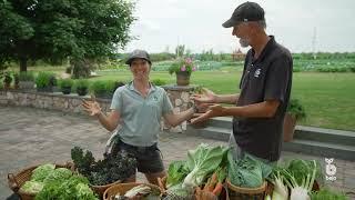 Salad Greens 2022 - National Garden Bureau & Bejo USA