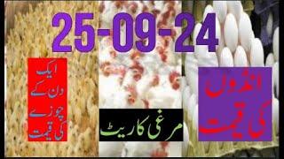 25-09- 2024 broiler rate| Today egg rate |Today chicks price|Today poultry rate| today chicken rate