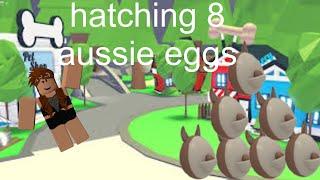 Hatching 8 aussie eggs!!