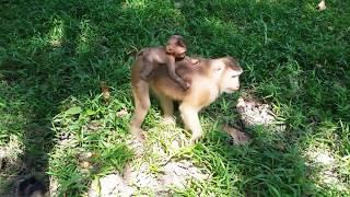 Why Mother Monkey Leave baby Her - Pity baby Monkey waiting and Calling Mom