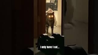 Skinwalker disguised as a cat￼?!  #skinwalker #cat #viral #viralvideo #reels #explore #shorts  #fyp