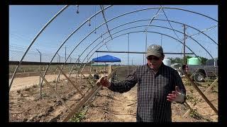 Trellis System for Guava Production under High Tunnel in Fresno County