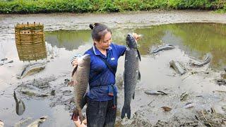 Harvesting Fish to sell - Cooking - Grilled fish - Lý Phúc An