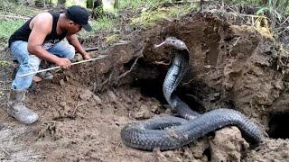 SCARY..!! THE APPEARANCE OF THE BLACK COBRA KING MONSTER | SNAKE | RESCUE | MANDA ADVENTURE