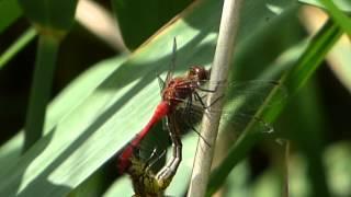 Ruddy Darter Mating Behaviour