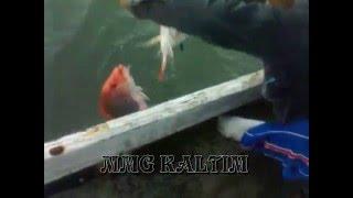 Double Hook Up Red Snapper Fish At Rumpon Muara Badak East Borneo #SALTWATER FISHING TRIP