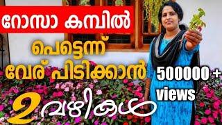 റോസ് ചെടിയുടെ കമ്പ് ഇങ്ങനെ ഒന്നും നാട്ടുനോക് |How to plant the stem of a rose plant