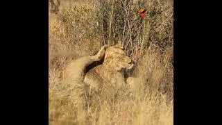 Two brothers, bonded by blood and destiny.  #wildlife #krugersafari #animals #lion #lionsightings