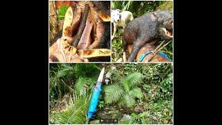 I Had To Make A Spear!!! Tusky Wild Boar in Australian Rainforest