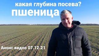 Озимая пшеница- глубина посева- урожайность?