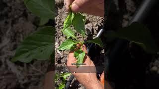 Biberlerin kafasını kopardık sonuç beni şok etti #gelecektoprakta#budama#biber#atatohum#biberbudama
