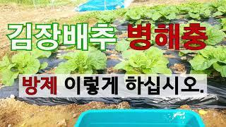 김장배추 병해충방제 이렇게 하십시오.