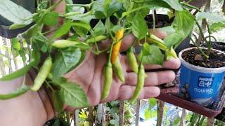 PEPPER PLANT in YOGURT POT is a ROCK STAR | White fly treatment | Garden Inspiration