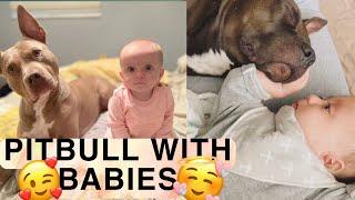 cute pitbull with babies | pitbull good with babies