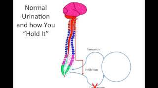 How Does Spinal Cord Injury Effect the Bladder?