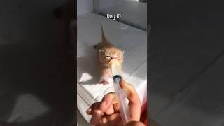 A picked up Kitten #kitten #cat #cute #adorable #kucing #猫