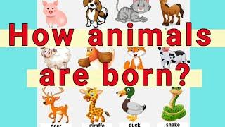 ANIMAL REPRODUCTION / GIVING BIRTH/ MAMMALS / NEW BORN BABIES / EGG LAYING / FROM EGGS /GRADE 1 /