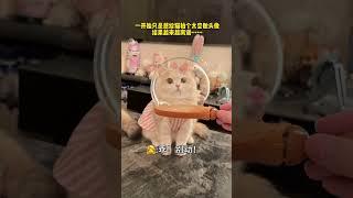 【#薄荷猫猫甜不甜】小猫登上月球! 小猫偶尔抽象! 好猫好猫! #治愈猫咪 #我和我的猫 #薄荷猫猫