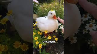Выглядит как игрушка, но настоящая: тёмное прошлое утки «Колдак»! #животные
