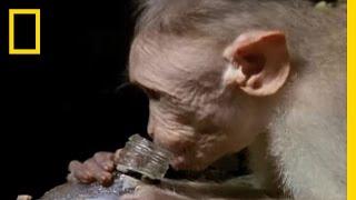 Drunk Monkeys | National Geographic