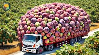 How Japanese Farmers Harvest Giant Figs: Innovative Cultivation Technology | Farming Documentary