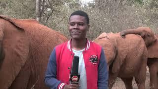 Adorable Baby Elephant Interrupts Reporter's Piece to Camera