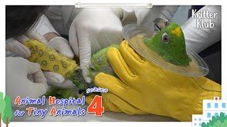 Today's Patient: Parrot I Animal Hospital For Tiny Animals 4