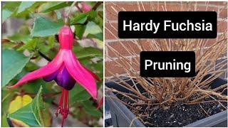 How to prune hardy fuchsia plants - container flower gardening