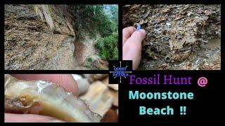 A Fossil Hunt At Moonstone Beach - Rockhounding -  Quest 4 Treasure # 567 By : Quest For Details