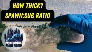 How to MAXIMIZE yield! What’s the Best Spawn to Sub Ratio? How Thick Should Your Substrate Be?