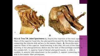 tmj anatomy and pathophysiology