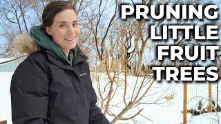 Do This to Fit an ORCHARD in your BACKYARD - Late Winter Fruit Tree Pruning