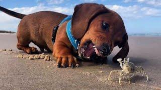 Funniest & Cutest Dachshund Puppies #3