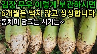 김장 무우 오랫동안 저장하는법   얼기전에 뽑아서 이렇게 하세요