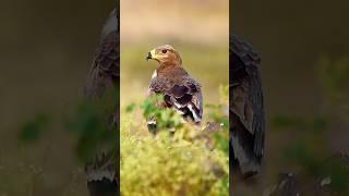 Majestic beauty | wildlife photography | bird photography | eagles | #wildlife #birds #shorts