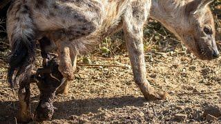 This is how Hyena giving birth in wild