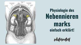 Die Physiologie des gesamten Nebennierenmarks - Hormone & Funktionen erklärt! (Medulla Suprarenalis)