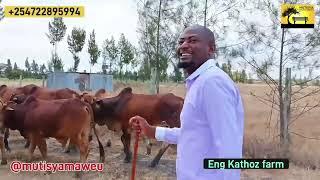 Eng Kathoz doubles his herd of beef cows