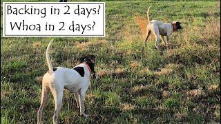 Accelerated Dog Training: Backing and Whoa in 2 Days?!?!