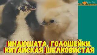 Новости из курятника. "Мое Подворье"