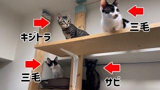 【行き場のない子達達を新幹線で熊本〜大阪〜東京へ】かわいい子猫達をご紹介します！