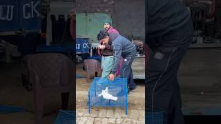 Kabootar Baaz Return️ #shorts #shortvideo #pigeon #kabutar #pigeons #shonk #kabootarbazi #viral