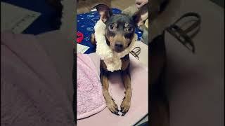 A cute family playing with toys Miniature Pinscher　犬