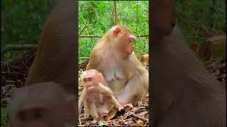 Luno: Growing Up Different 7 #cuteanimal #cutemonkey #cute