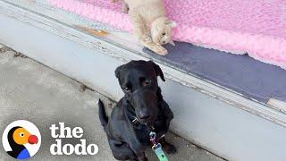 Labrador Falls For A Cat In The Window — So His Mom Adopts Her | The Dodo